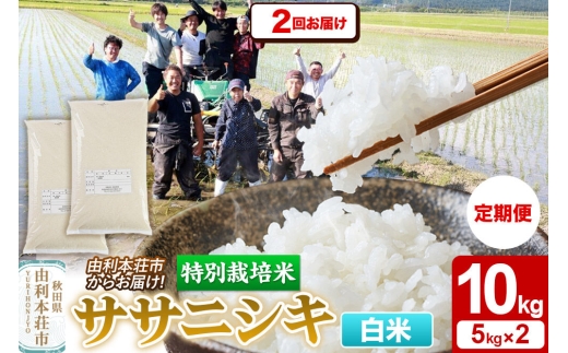 《定期便2ヶ月》令和7年産【白米】特別栽培米 ササニシキ 10kg（5kg×2袋） 秋田県産 [ササニシキ 米 お米 白米 精米 特別栽培米 ブランド米 食卓 秋田県産 秋田県 由利本荘市]