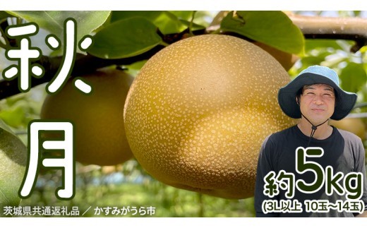 秋月 梨 約 5kg 10玉～14玉 【 茨城県共通返礼品 ／ かすみがうら市 】 なし 鈴木農園 産地直送 フルーツ 甘い 直送 茨城 限定  [ED004sa]