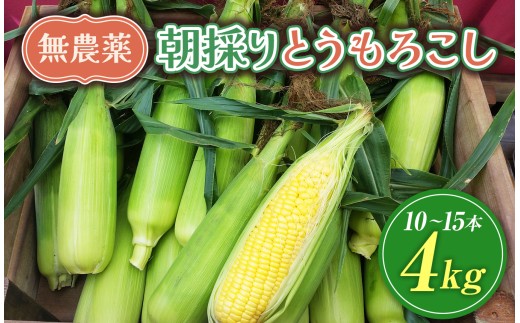 【栽培期間中農薬不使用・無化学肥料・無家畜性肥料で育てた】 朝採り とうもろこし 約4kg ( 10～15本 )【2026年7月下旬～発送】| トウモロコシ 自然 旨味 甘味 生食 農薬不使用 無化学肥料 無家畜性肥料 信州 八ヶ岳 長野県 諏訪郡 原村