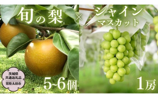  茨城県産 「 シャインマスカット １房 」と「旬の 梨 」 詰め合わせ 約 3kg 【茨城県共通返礼品／常陸太田市】 桧山果樹園 農家直送 桧山果樹園 農家直送 フルーツ  甘い 直送 茨城 限定 ギフト ぶどう シャインマスカット 旬 梨 秀玉 恵水 秋月 詰め合わせ 食べ比べ 果物 [DU011sa]