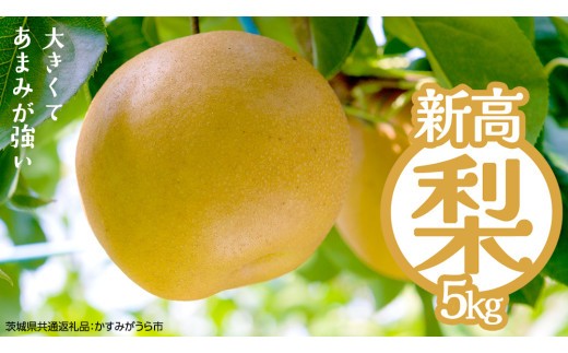 新高 約5kg（茨城県共通返礼品：かすみがうら市） 【2026年9月中旬発送開始】 梨 数量限定 なし ナシ フルーツ 果物 旬 産地直送 [FF005sa]