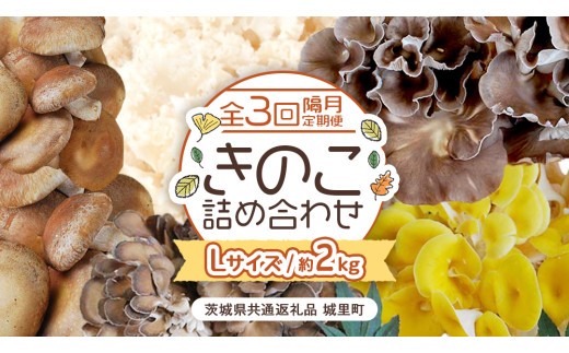 【 全３回 隔月定期便 】 きのこ の 詰め合わせ Lサイズ 約2kg （茨城県共通返礼品 城里町） 定期便 キノコ 舞茸 あわび茸 たもぎ茸 しいたけ 花びら茸 セット 鍋 炒め物 [CX010sa]