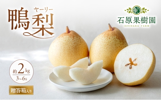 [№5615-0436]梨 2026年 先行予約 鴨梨（ヤーリー）3～6玉 合計約2kg 贈答箱【11月下旬～12月中旬頃発送】 ナシ なし 岡山県産 国産 フルーツ 果物 ギフト 石原果樹園 風味豊か 上品 希少な梨 