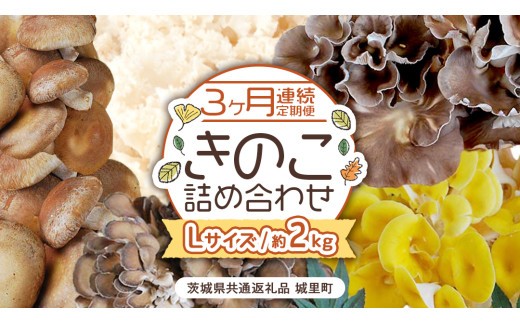 【 ３ヶ月 連続定期便 】 きのこ の 詰め合わせ Lサイズ 約2kg （茨城県共通返礼品 城里町） 定期便 キノコ 舞茸 あわび茸 たもぎ茸 しいたけ 花びら茸 セット 鍋 炒め物 [CX007sa]