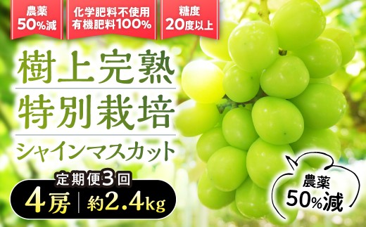 【先行予約】定期便　樹上完熟シャインマスカット（特別栽培）2.4㎏／4房　3回　BM-17
