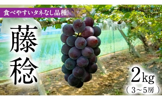「 藤稔 ( 種なしぶどう )」 約 2kg ( 3房 ～ 5房 ) 【茨城県共通返礼品/石岡市】 葡萄 ブドウ 大粒 甘み 酸味 バランス [FB014sa]