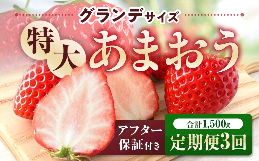 定期便全3回 福岡県産 あまおう 合計1500g 先行予約 2027年1月・2月・3月発送予定　BA024-3