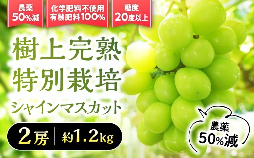 【2026年／令和8年発送】樹上完熟シャインマスカット（特別栽培）1.2㎏／2房　BM-12