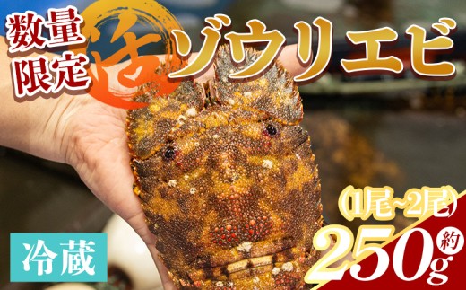 【数量限定】活 ゾウリエビ 約200～250g(1尾～2尾) - 海老 国産 エビ えび 海鮮 魚介 産地直送 プリプリ 味噌汁 刺身 焼き物 汁物 えび蔵 高知県 香南市 冷蔵 10000円以上 1万円以上 eb-0053