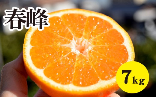 みかん【先行受付】【2026年3月上旬以降発送】甘味が強くむきやすい 希少な品種 春峰 ＜約7kg＞ 広島 三原 佐木島 鷺島みかんじま 017026