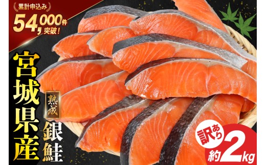 訳あり 宮城県産 熟成 銀 鮭 切身 約2kg [宮城東洋 宮城県 気仙沼市 20563343] 鮭 海鮮 魚介類 国産 さけ 鮭 甘口 サケ 鮭切身 シャケ 切り身 冷凍 おかず 弁当 支援 事業者支援 サーモン 魚 銀鮭切り身