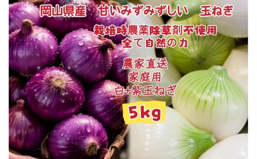 【白玉ねぎ+赤玉ねぎ】5kgセット家庭用 減化学肥料 タマネギ 生食 健康 野菜 食品 培期間中農薬・除草剤不使用自然の力 食べ比べ 訳あり(サイズ混合)