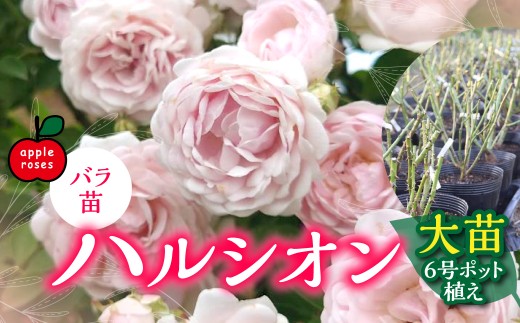 【Apple Roses】バラ苗『ハルシオン』大苗6号ポット植え HNNH006
