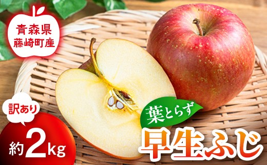 【先行予約】 ≪訳あり≫ 葉とらず 早生ふじ 約2kg 【グランドアップル】 青森りんご 林檎 リンゴ ご家庭用 葉取らずりんご 発祥の地 果物 フルーツ 青森県産 藤崎町 おすすめ F41-0036