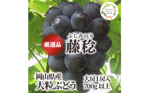大粒葡萄の「藤稔」 大サイズ1房 厳選品 1房700g～ (岡山県産) ギフトにおすすめの人気葡萄!【1721884】