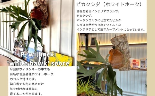 ビカクシダ(コウモリラン)ホワイトホーク P. willinckii white hawk ビカクシダ(コウモリラン)ホワイトホーク P. willinckii white hawk