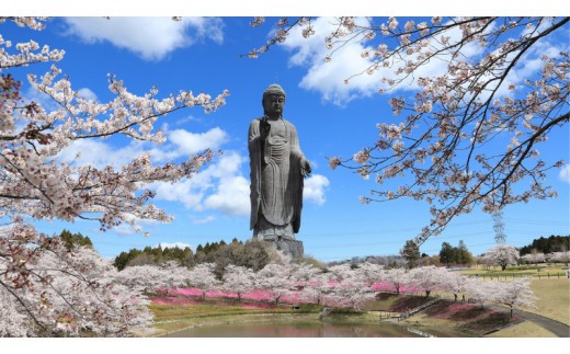地上120m 牛久大仏 最上部 螺髪 お身拭い 体験 ツアー ※ 平日限定