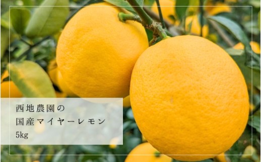 【先行予約】西地農園の国産マイヤーレモン 5kg【2026年12月から2027年1月上旬頃に順次発送致します。】  / 檸檬 レモン れもん 柑橘 国産 大容量 数量限定 ご家庭用 家庭用【mnd008C】