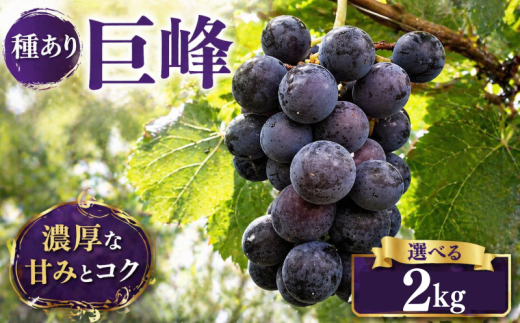 【 先行予約 】 ぶどう 巨峰 種あり 2kg 《 2026年 8月 上旬 ~ 順次発送 》フルーツ ぶどう 葡萄 期間限定 旬 産地直送 農家直送 産直 贈答 家庭用 ギフト 中内農園 ぶどう 直売所 徳島県 阿波市