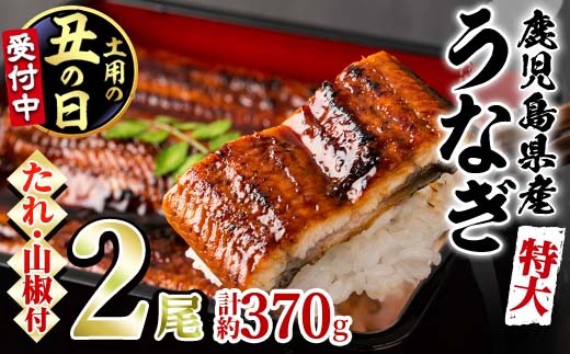 【0144360a-2607】<土用丑の日までにお届け><特大>うなぎ蒲焼き(無頭)(2尾・計約370g・タレ、山椒付)うなぎ 高級 ウナギ 鰻 国産 蒲焼 蒲焼き たれ 鹿児島 ふるさと 人気【アクアおおすみ】