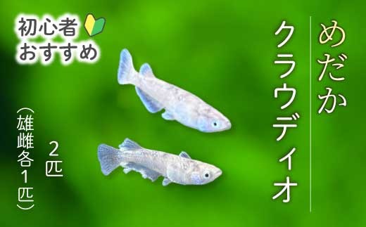 クラウディオ 2匹(雄・雌 各1匹)めだか メダカ 飼育 生体 観賞魚 魚 ペット おまかせ ミックス おすすめ 水槽 インテリア 生物 鑑賞 熱帯魚 アクアリウム 熱帯 淡水魚 243008
