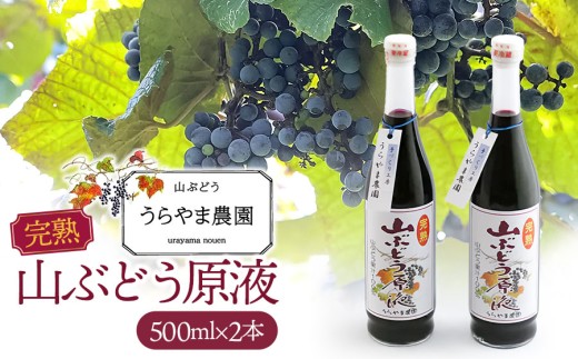 うらやま農園の完熟山ぶどう原液　500ml×２本　山形県鶴岡市　K-844　| やまぶどう 飲料 果汁 飲料 ポリフェノール 贈り物 ギフト お取り寄せ 返礼品