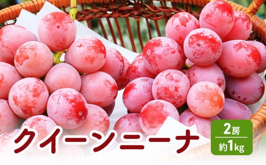 長野市産 クイーンニーナ 【秀品】2房
