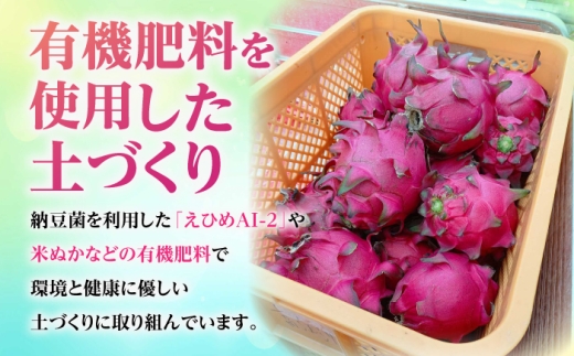 フルーツ ふるーつ Fruit 赤 果肉 国産 産地直送 小玉 果物 火龍果 レッド ピタヤ 青果 果実 トロピカル くだもの