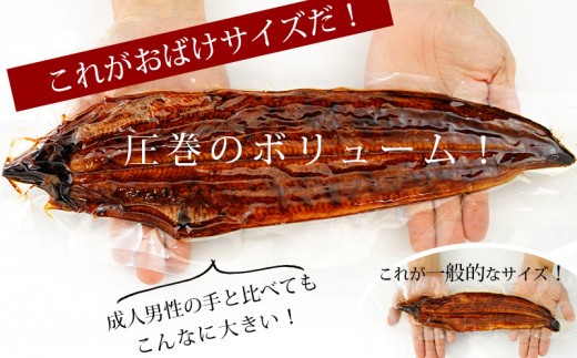 これがおばけサイズうなぎ!