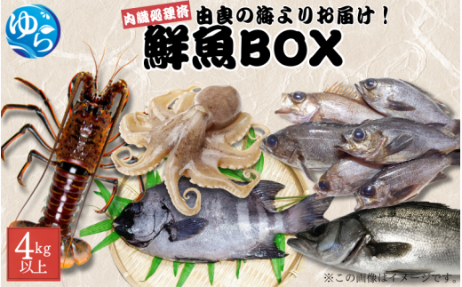 鮮魚BOX 内臓処理済み 4kg以上 （魚種おまかせ） /  魚 お魚 さかな 食品 海の幸 海鮮 カイセン 塩焼き 煮付け 内臓処理済み 冷蔵 海鮮類 焼き魚 タコ スズキ メバル 和歌山県 由良町 【skmn027A】