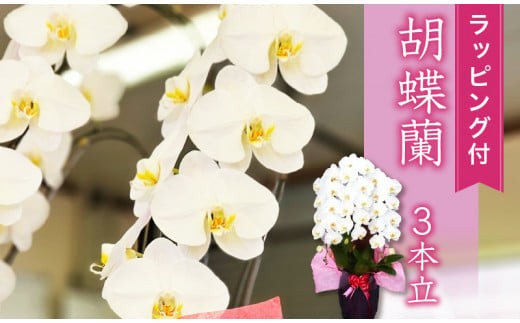 花 ギフト 人気 胡蝶蘭 3本立て スタンダード お祝い プレゼント 贈り物 贈答 須崎洋蘭園 SY002