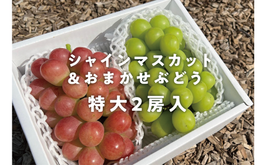 シャインマスカット&おまかせぶどう 特大2房入/計1.3kg～ 【KF-B022-02】