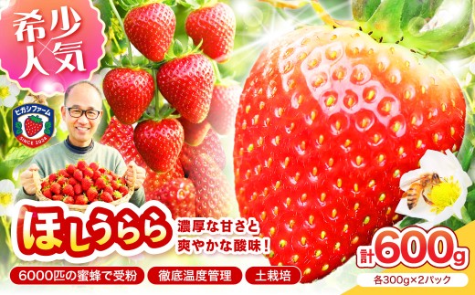 【2027年1月～5月発送予定】【糖度12〜15度の希少品種】いちご ほしうらら 約600g（約300g×2パック×1箱）【配送不可地域：北海道・沖縄・離島】【121D-006-2027】