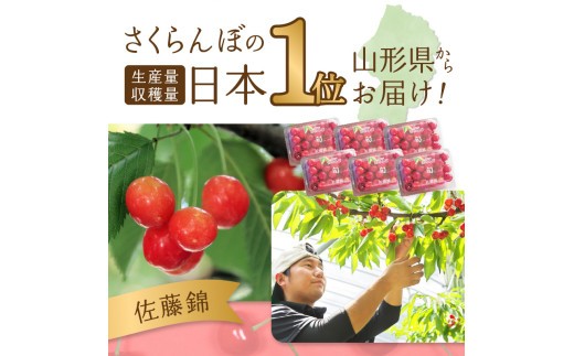 《先行受付》さくらんぼ 佐藤錦 500g 特秀品 Lサイズ 化粧箱入【2026年6月中旬頃~発送予定】【山形県産さくらんぼ】