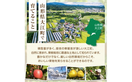 ≪先行受付≫紅玉りんご5kg 18個~25個 特秀【2026年10月下旬~順次発送予定】