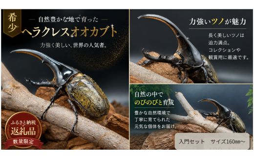 【至高の宝虫】世界最大級ヘラクレスオオカブト 超特選プレミアム  160mm~