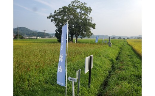 稲作発祥の地。未来へつなぐ「月の輪田・清水戸」の保全と魅力発信に関する活動支援 1口 10,000円【返礼品なし】 京都府 京丹後市 地域応援 地域支援 活動応援 活動支援 京都 丹後 返礼品なし WK00010