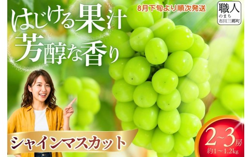シャインマスカット 【2026年発送】 山梨 約1～1.2kg (2～3房) 古田農園 ｜ 人気 新鮮 産地直送 果物 くだもの フルーツ 甘い 糖度 シャイン マスカット 葡萄 ブドウ ぶどう 贈答 ギフト おやつ トッピング 山梨 市川三郷町 市川三郷 [5839-1924]