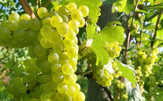 白ワインKamisato blanc2024/オレンジワイン山麓のアンバーPinot Gris2024