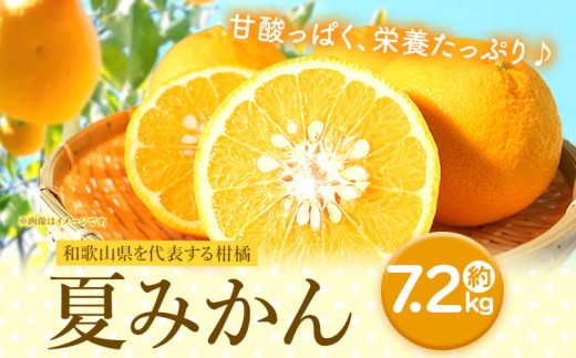 みかん 夏みかん 柑橘類 約7.2kg 魚鶴商店《2027年4月中旬-4月下旬頃出荷》和歌山県 日高町 ミカン 柑橘 旬 果物フルーツ お取り寄せ