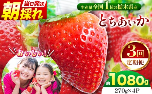【先行予約】【定期３回】那珂川町産とちあいか 270ｇ× 4Ｐ |  苺 イチゴ 大粒 甘い 贈答用 数量限定 果物 フルーツデザート 人気 贅沢 たっぷり 大容量 朝採れ当日発送 栃木県 那珂川町 送料無料