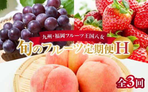 九州・福岡フルーツ王国八女　旬のフルーツ定期便【全３回】 H｜＜配送不可：北海道・沖縄・離島＞ あまおう もも いちご 苺 桃 ぶどう 果物  先行予約 福岡県 フルーツ 定期便