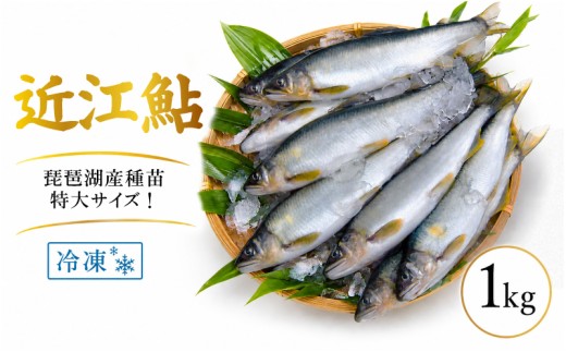 滋賀県産 鮎 1kg 7~11尾入り 冷凍 大 ~ 特大 サイズ あゆ アユ 生鮎 生あゆ 魚 魚介 琵琶湖 湖魚 滋賀 愛荘