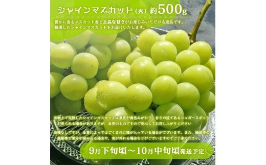 【3品目】ぶどう「シャインマスカット」【秀品】約500g