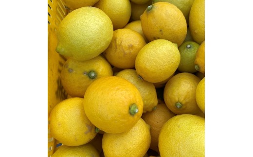 【訳あり・ご家庭用】【まごころ手選別】和歌山県産　レモン　約2.5kg (サイズ混合) 【2027年1月15日～2027年4月30日発送予定】【AS90056-uts073】