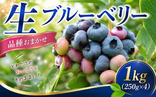 ブルーベリー 生 1kg ぶるーべりー 250g × 4パック 品種 おまかせ ジャム 直送 新鮮 朝食 ヨーグルト 冷蔵 デザート フレッシュ フルーツ ふるーつ 果物 くだもの とれたて 新潟 新発田 旬 美容 健康 kanda002
