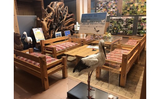 【福井県越前市】コウノトリのはく製が完成しました