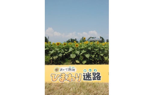 山、川、琵琶湖等の豊かで良好な自然環境を保全し、次世代に引き継ぐための事業（環境）