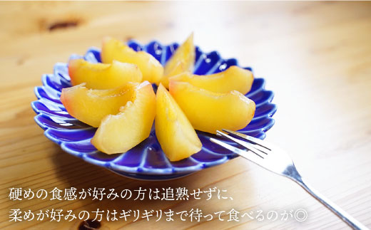 プラム 貴陽 【6月下旬発送開始予定】プラム 貴陽 約1kg（5～6玉