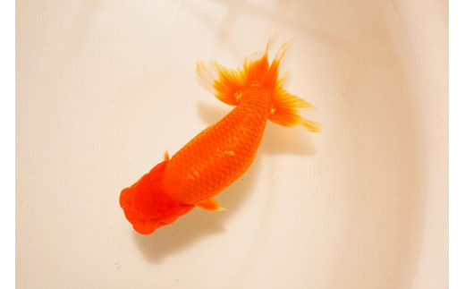 金魚 金魚の王様 らんちゅう 二歳魚 - 鹿児島県大崎町｜ふるさとチョイス